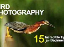 ebook photographers bird-photography