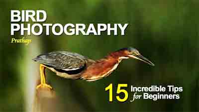 ebook photographers bird-photography